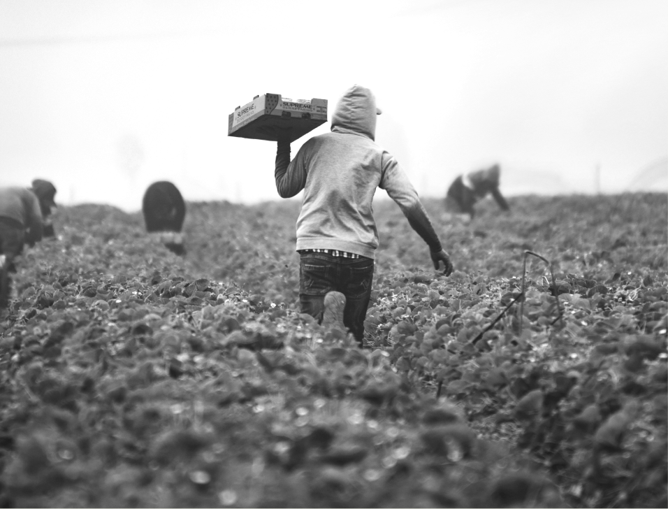 Black and white photograph of a farm worker carrying a crate of produce through a
                    field, other pickers working behind